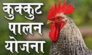 45 चूजे और 10 किलो दाना मुफ्त! कुक्कुट पालन योजना से घर बैठे कमाई का मौका