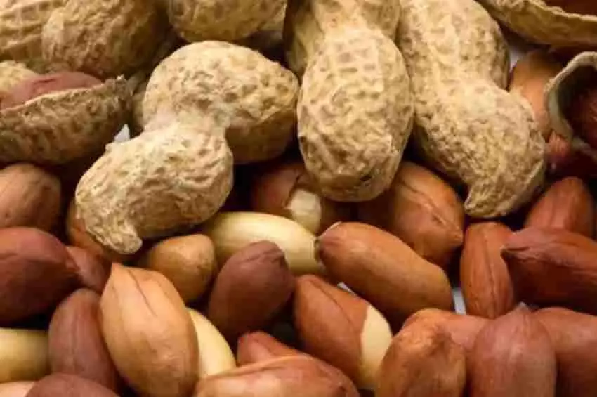 Peanut Health Benefits : These amazing 5 benefits are available by consuming peanuts