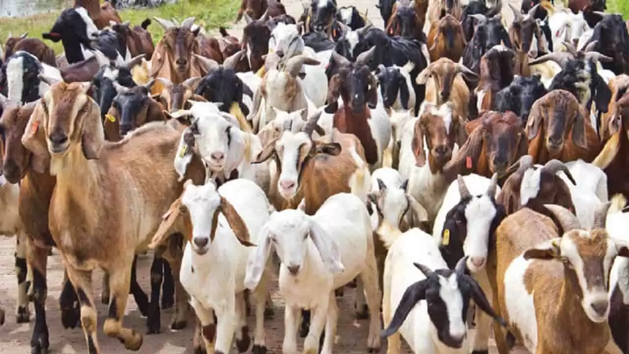 Goat Farming Business: किसानों को मालामाल करेगा बकरी पालन व्यवसाय, सरकार दे रही सहायता