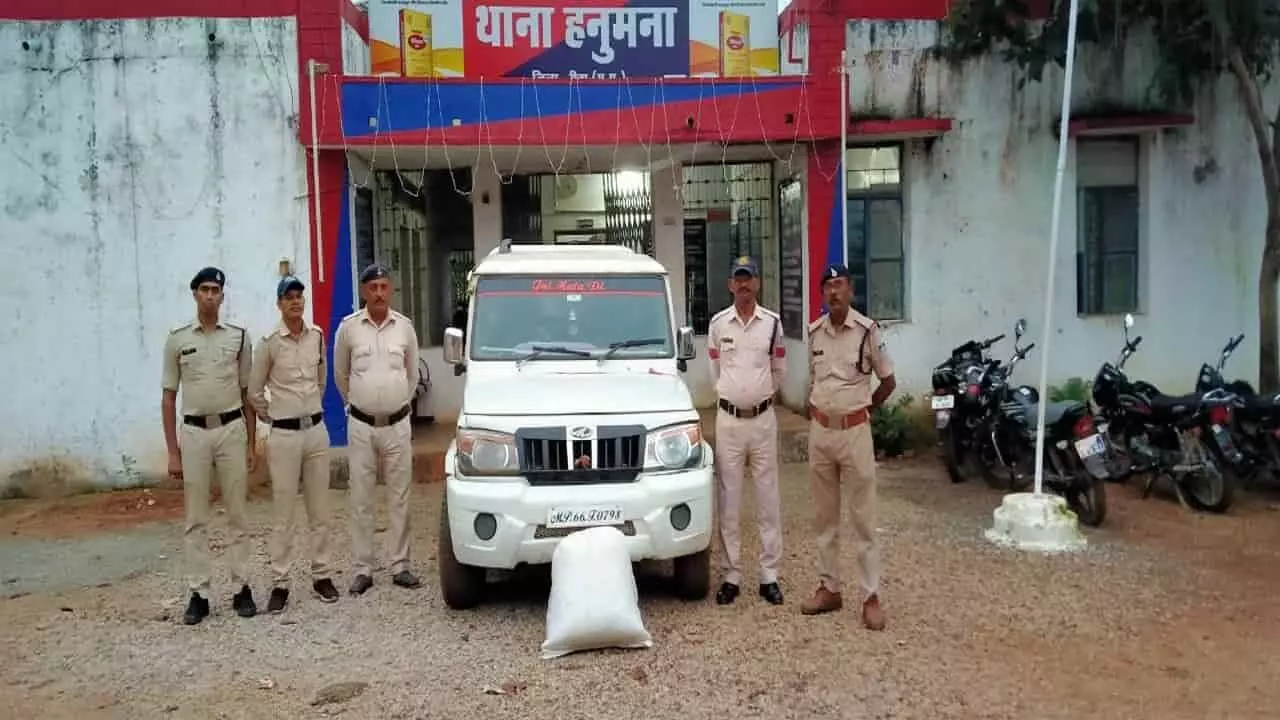 गांजे के खिलाफ रीवा पुलिस की बड़ी कार्रवाई, हरे पेड़ जब्त