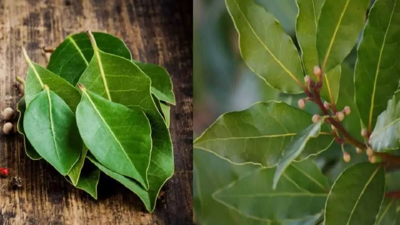 Bay Leaf Farming: शुरू करे तेजपत्ता की खेती, जिंदगीभर होगी लाखों में कमाई, मिलेगी 30% सब्सिडी