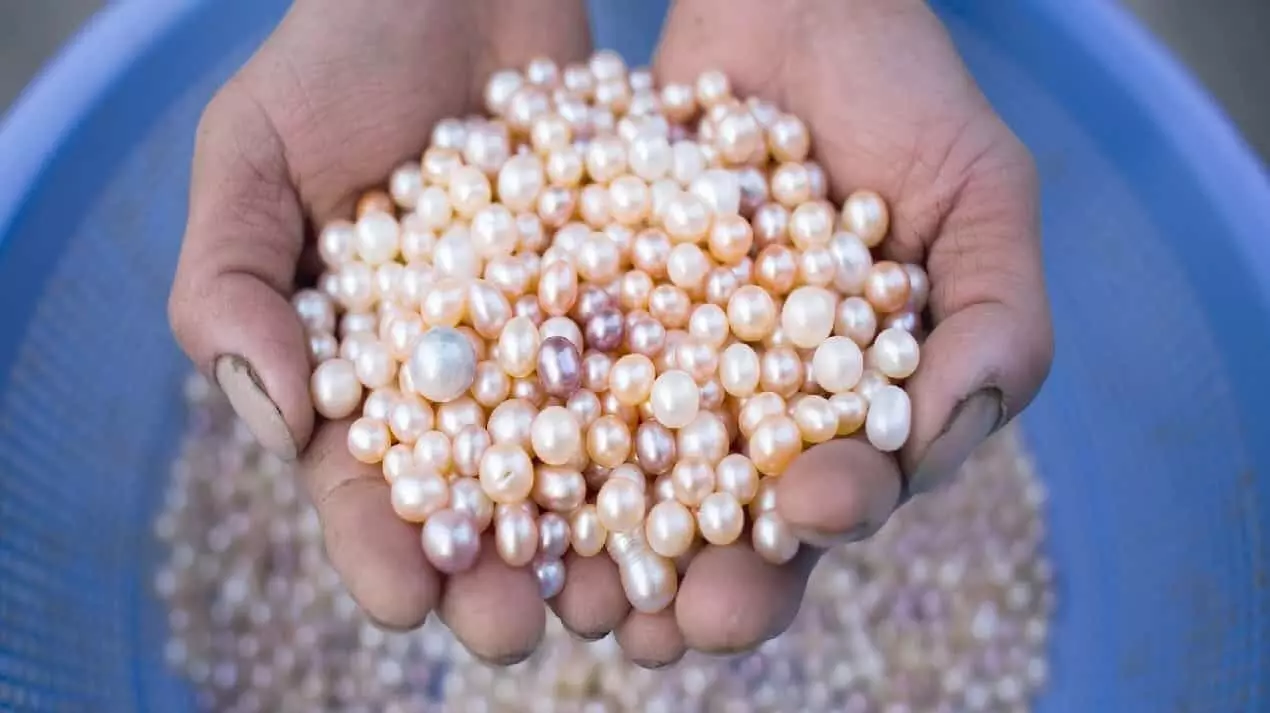 Pearl Farming: सरकार दे रही 50 प्रतिशत की सब्सिडी, करें मोती की खेती और कमाएं लाखो रूपए