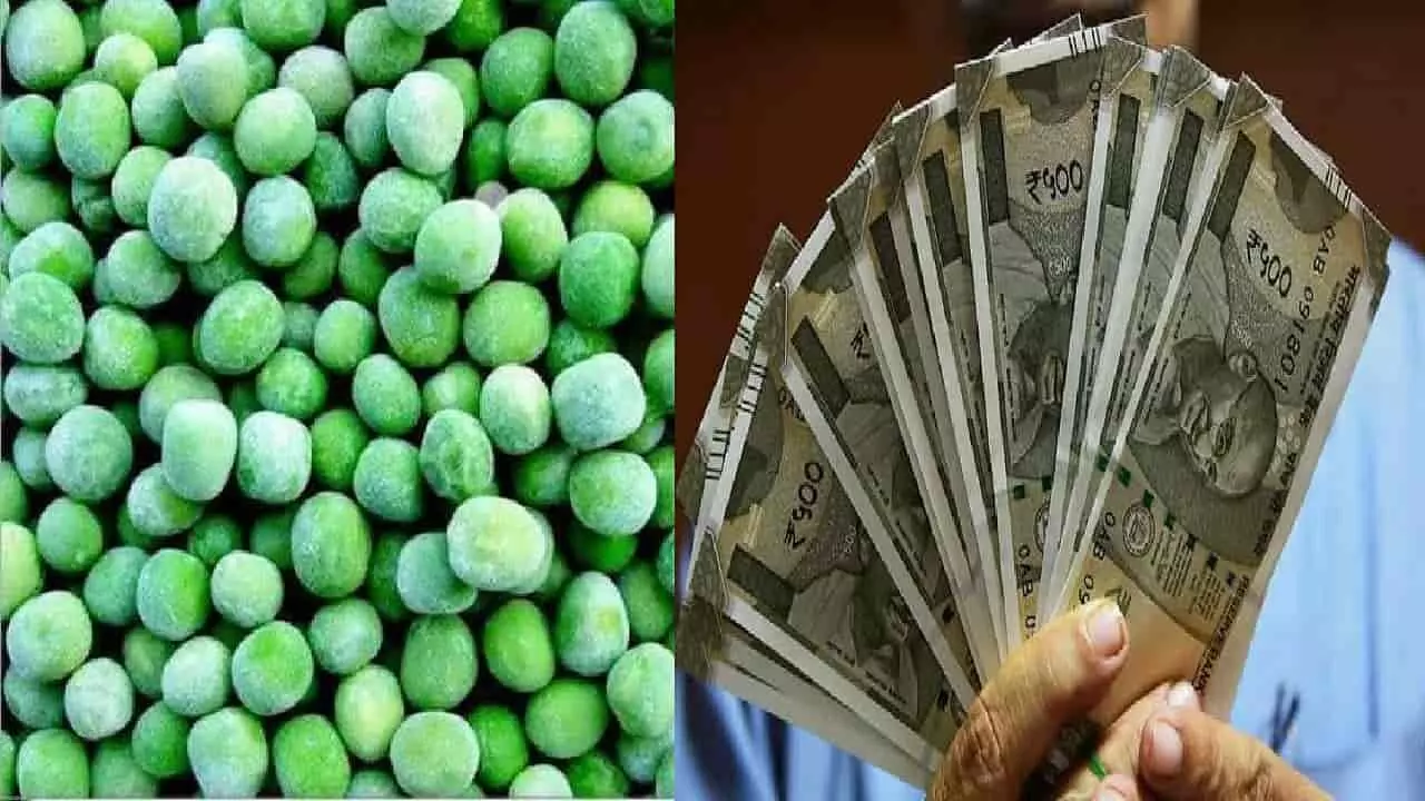 Start Frozen Peas Business