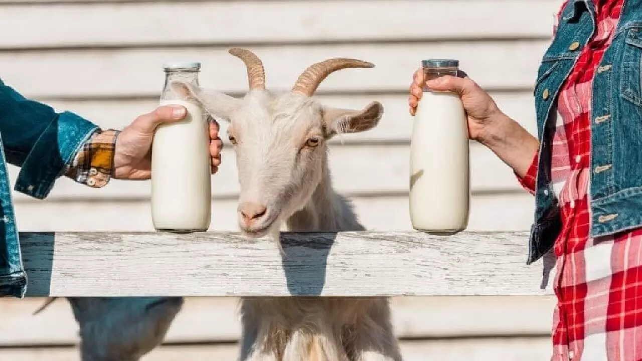 Goat Milk Business: इस बकरी का दूध बिकता है 70 रूपये लीटर, जाने क्या है खासियत, जल्दी उठाएं लाभ