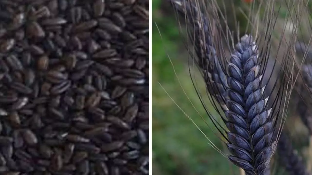 Black Wheat Farming: किसान शुरू करें काले गेहूं की खेती, बिकता है 8 हजार रूपये क्विंटल, जानिए कैसे?