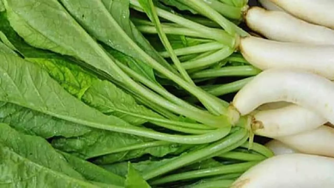 Radish leaf is beneficial reduces weight and heals liver