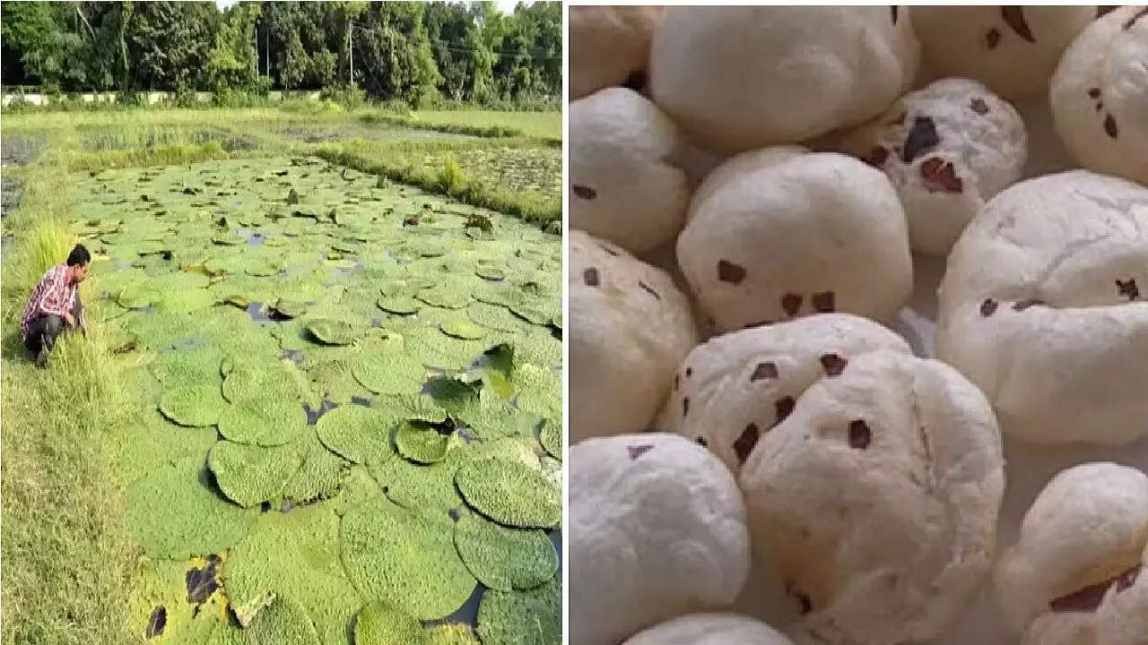 Makhana Farming Business Idea: अगर 70 से 80 प्रतिशत तक मुनाफा चाहिए तो शुरू करें मखाना की खेती, होगी शानदार कमाई