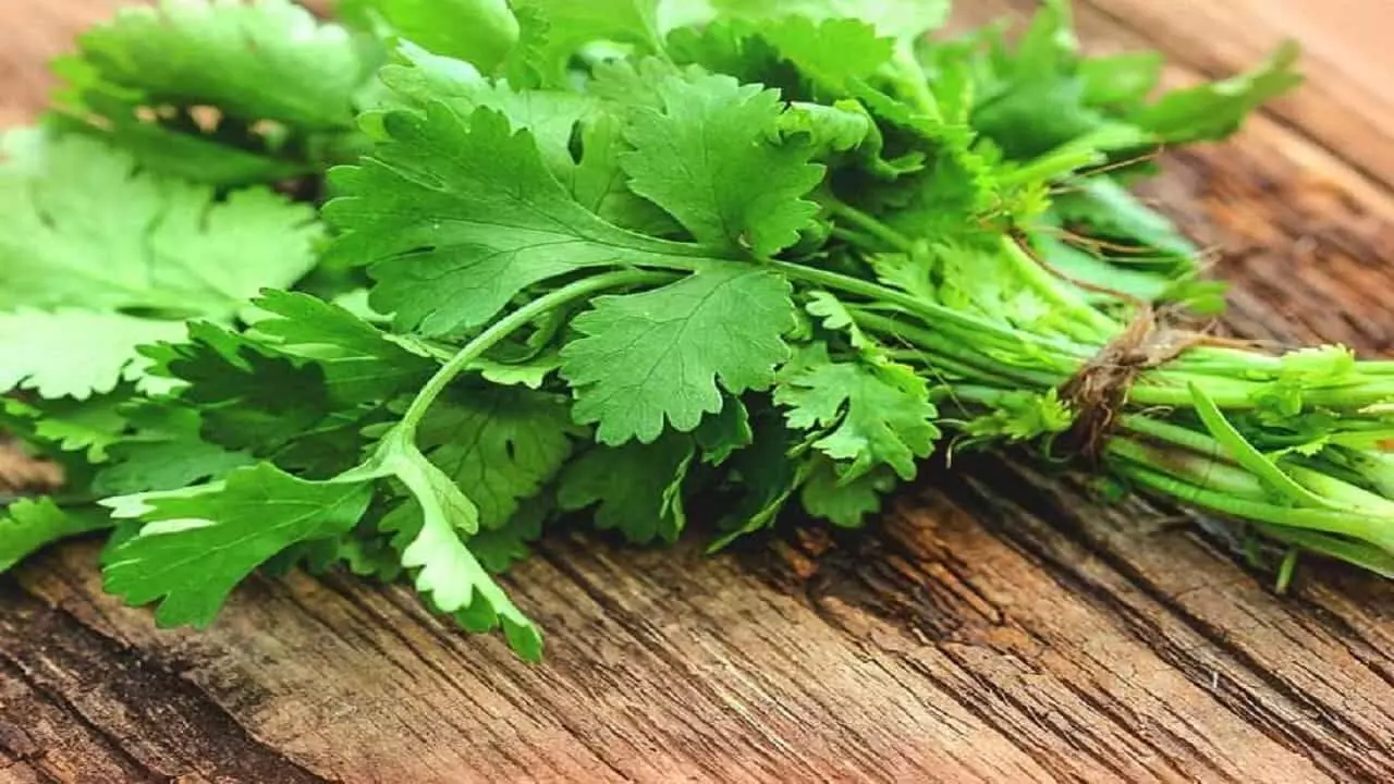 Coriander Health Benefits: खाने के साथ साथ सेहत के लिए बहुत फायदेमंद होता है हरा धनिया