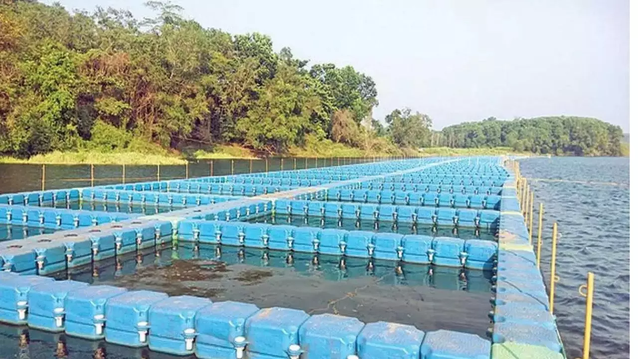 Fish Farming: सिर्फ 25 हजार रूपए लगाकर शुरू करे मछली पालन का बिजनेस, हर महीने होगी लाखो-करोड़ो में कमाई