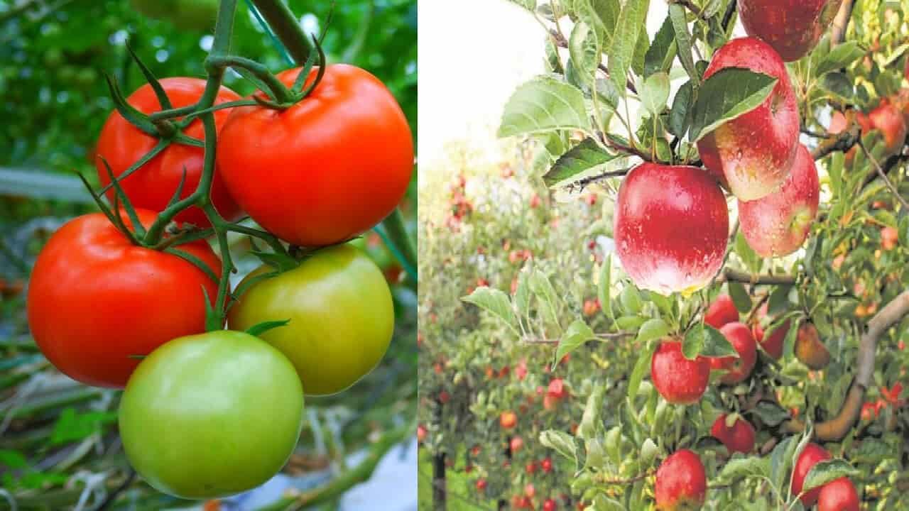 Farming Tips टमाटर और सेब की खेती में प्रतिबंधित हुई दो तरह की दवा सरकार ने दिया आदेश Two 6330