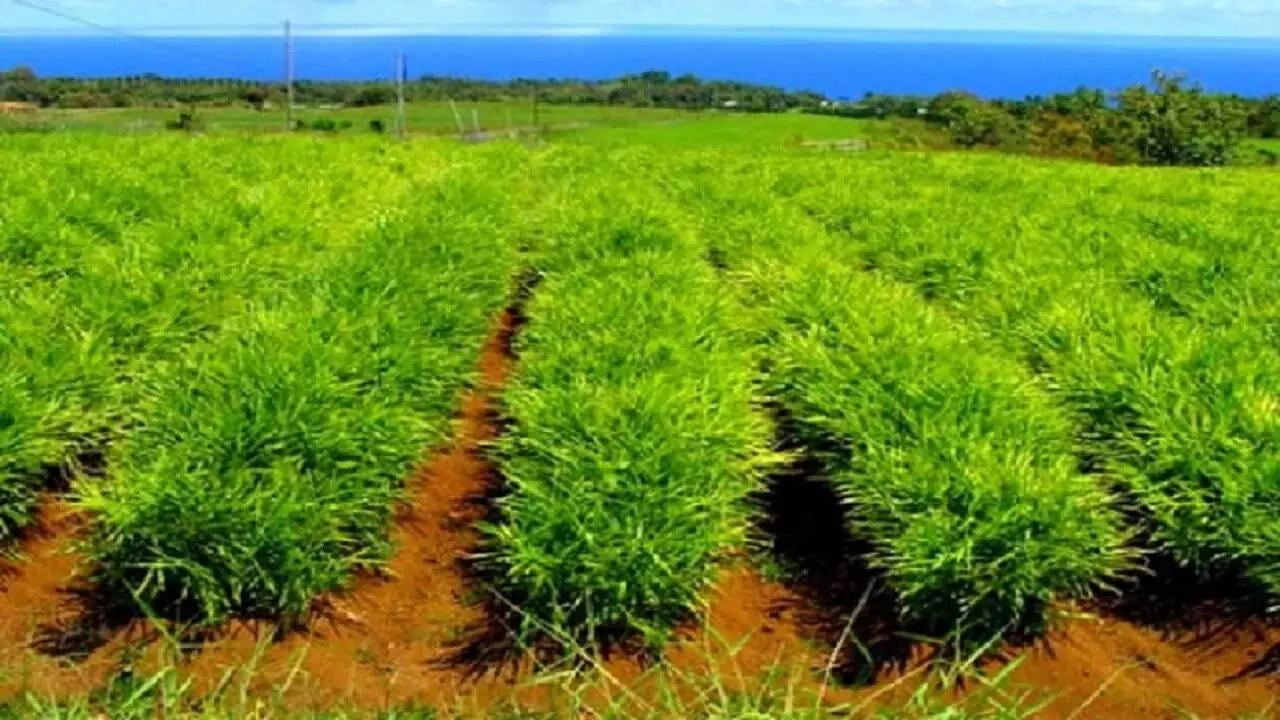 Ginger Farming Business