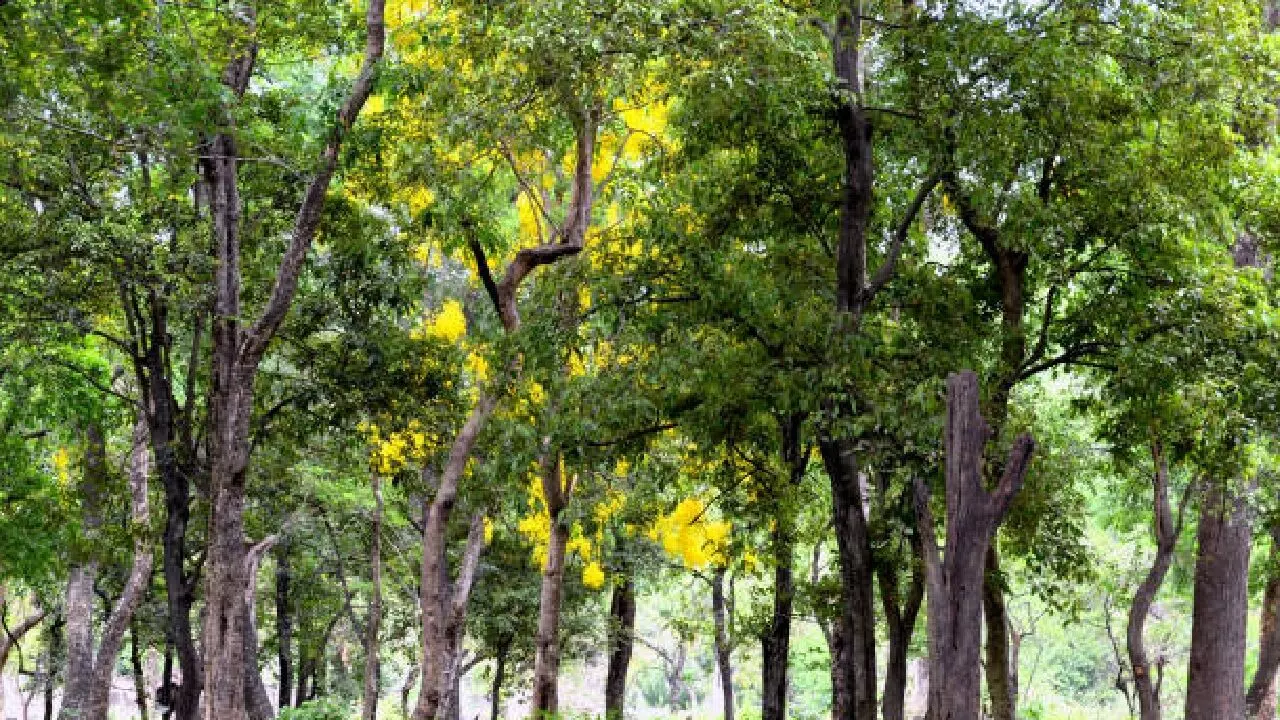 Sandalwood Tree