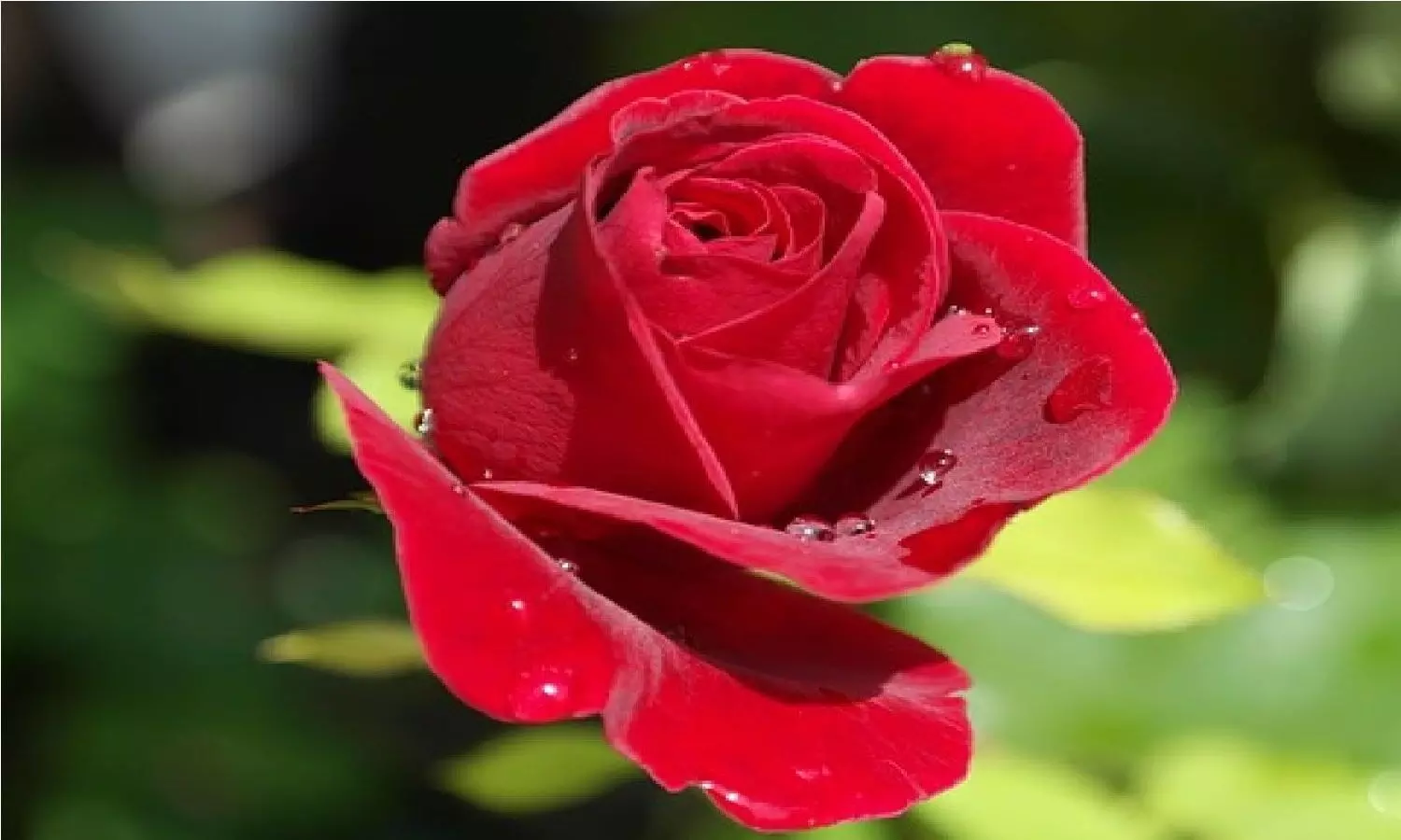 Hybrid Red Rose Flower Plant (Live Variety Roses) 1- Live, 57% OFF