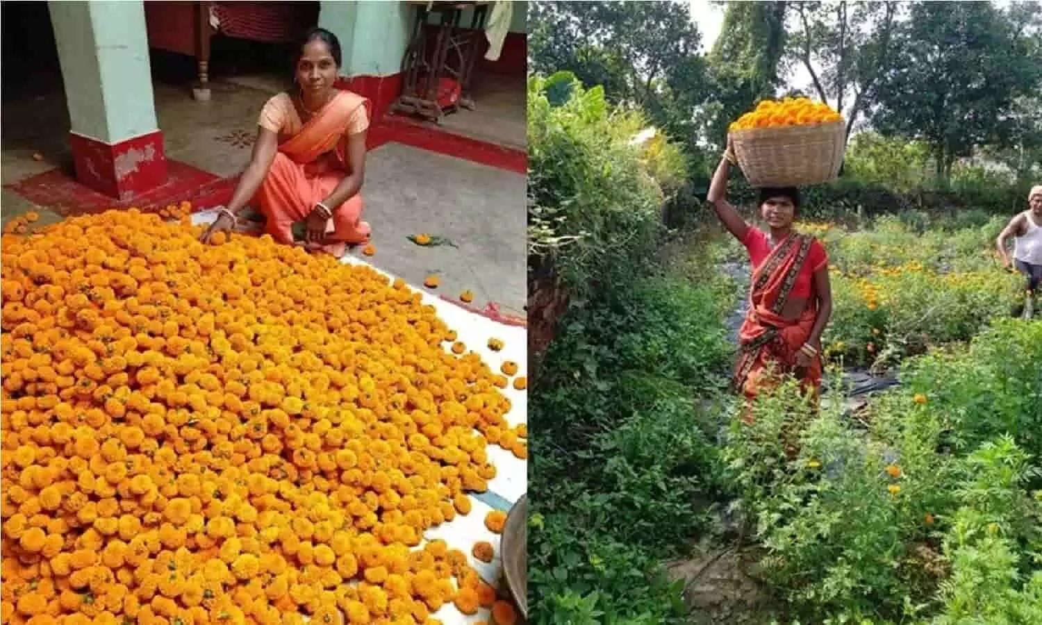 Marigold Flower Farming: गेंदे के फूलों की खेती कर महिला ने बदली खुद की किस्मत, अब घर में गिर रहे लाखो रूपए