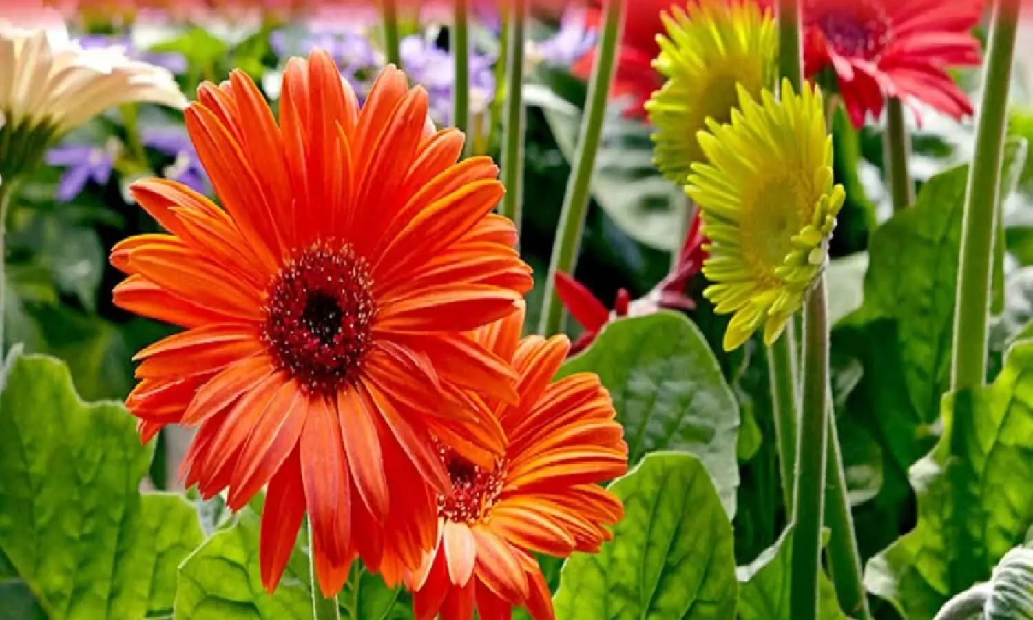 Gerbera Farming