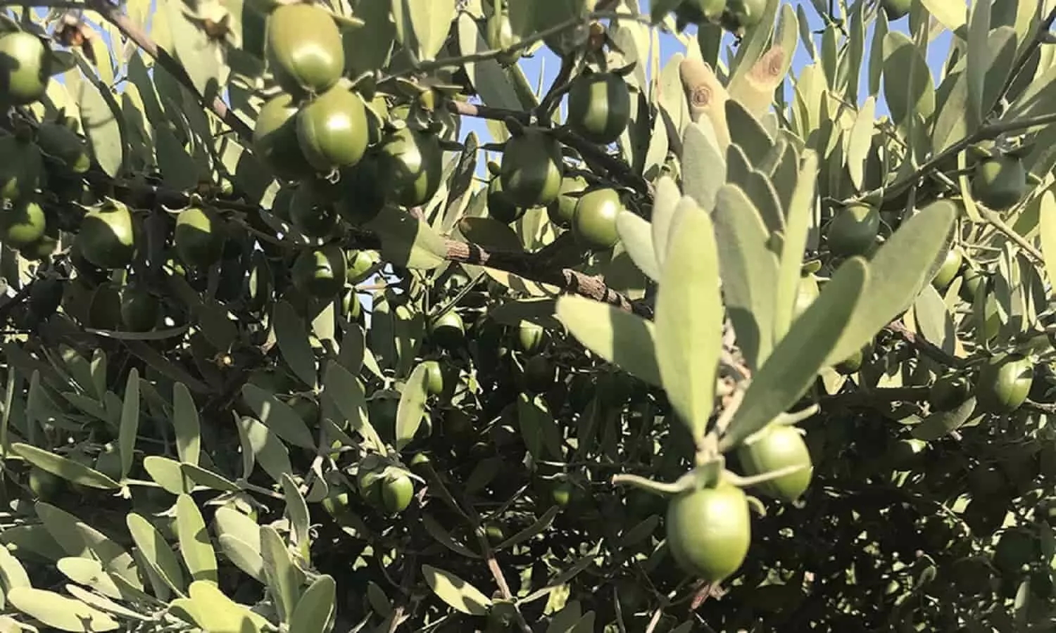 Jojoba cultivation