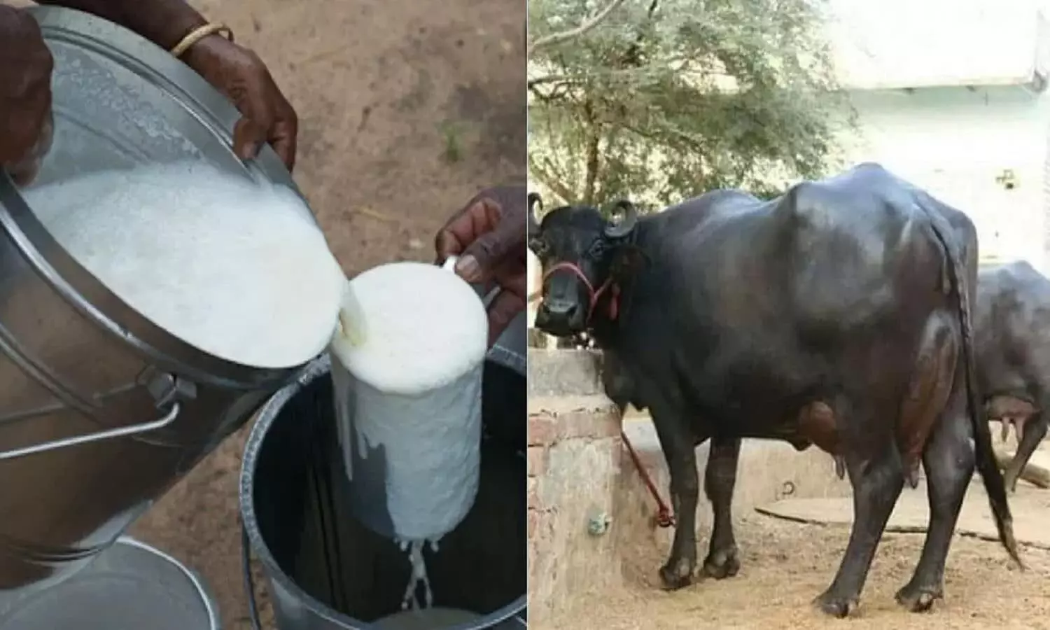 Dairy farming Business