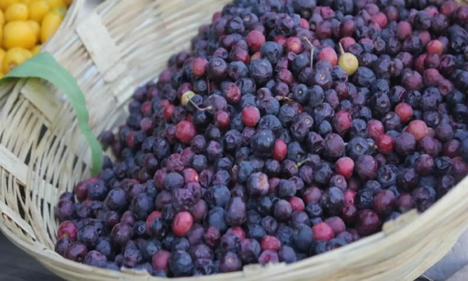 falsa benefits in summer