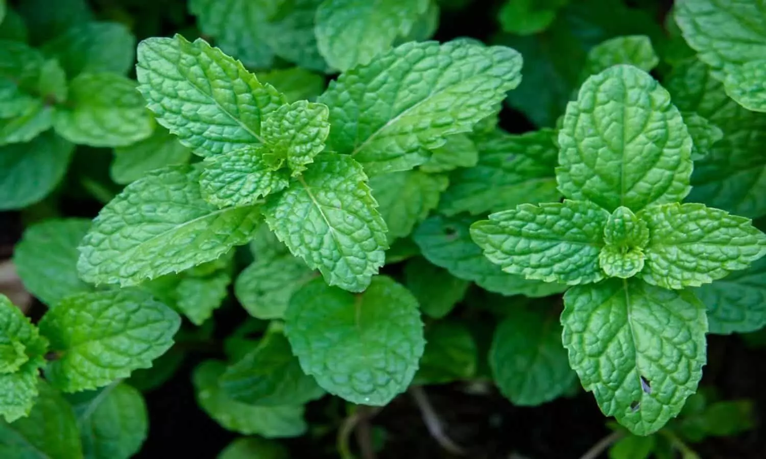 mint plant benefits