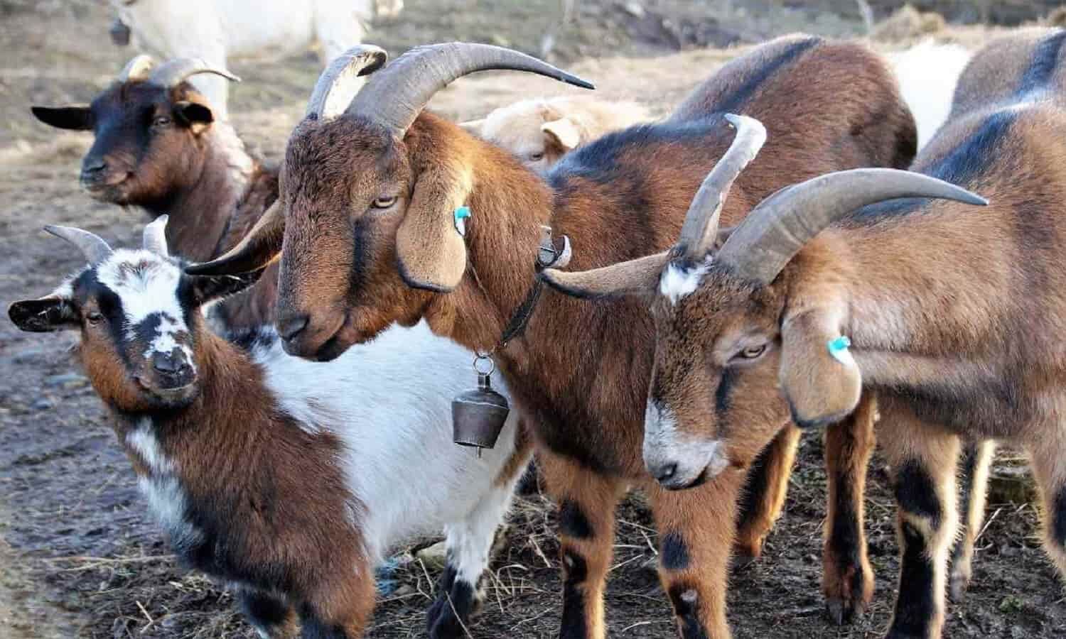 goat-farming-nabard