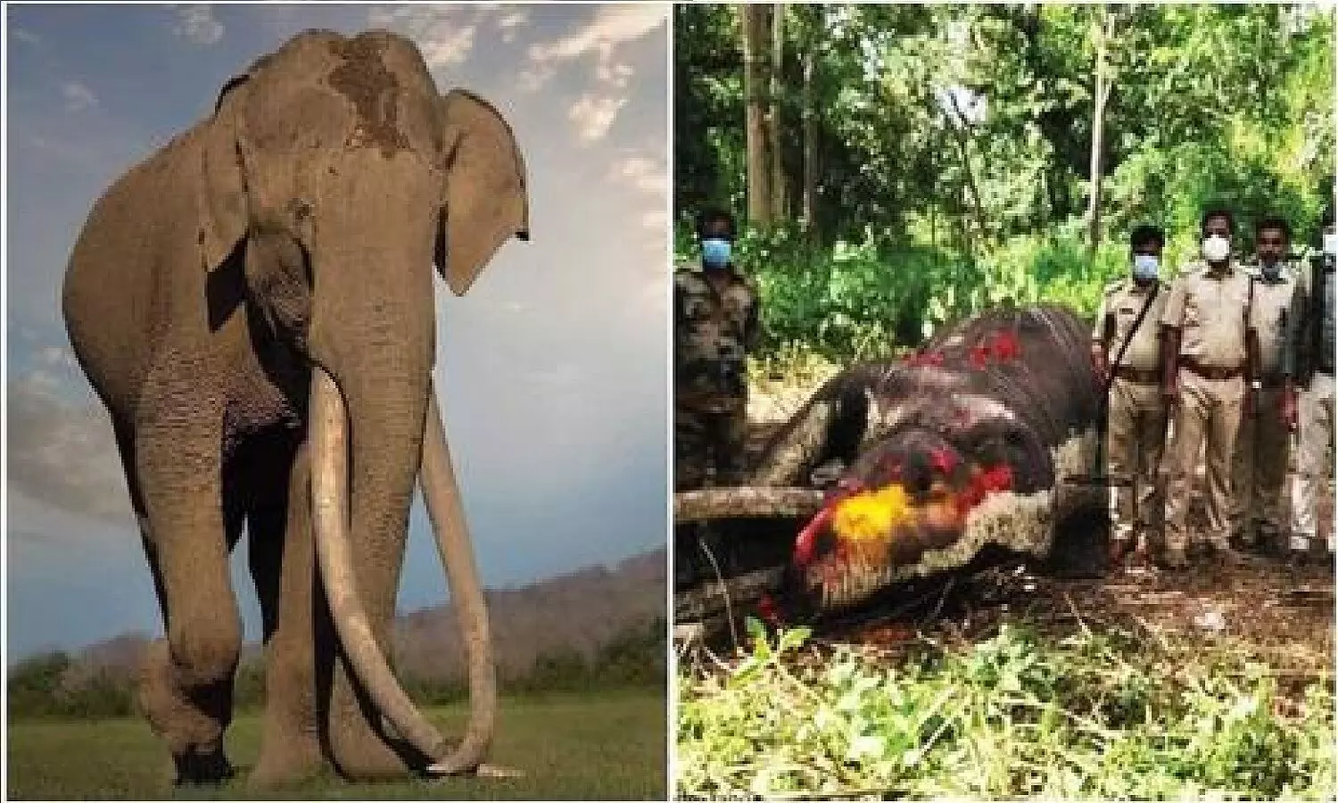 Bhogeshwar Elephant Death: सबसे लंबे दांतों वाला हाथी भोगेश्वर नहीं रहा, उसके दांतों का क्या होगा?