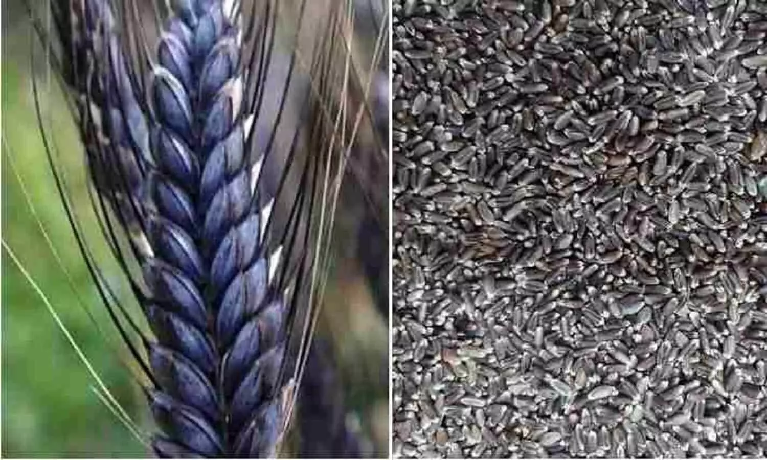 Black Wheat Farming Business