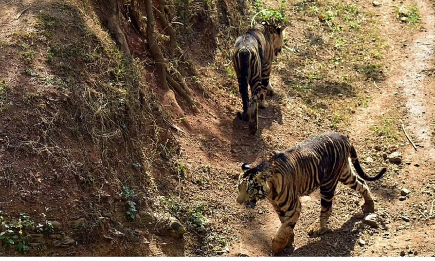 Black Tigers In Odisha: ओडिशा के जंगलों में दिखे काले बाघ, हर किसी को नहीं मिलते दर्शन