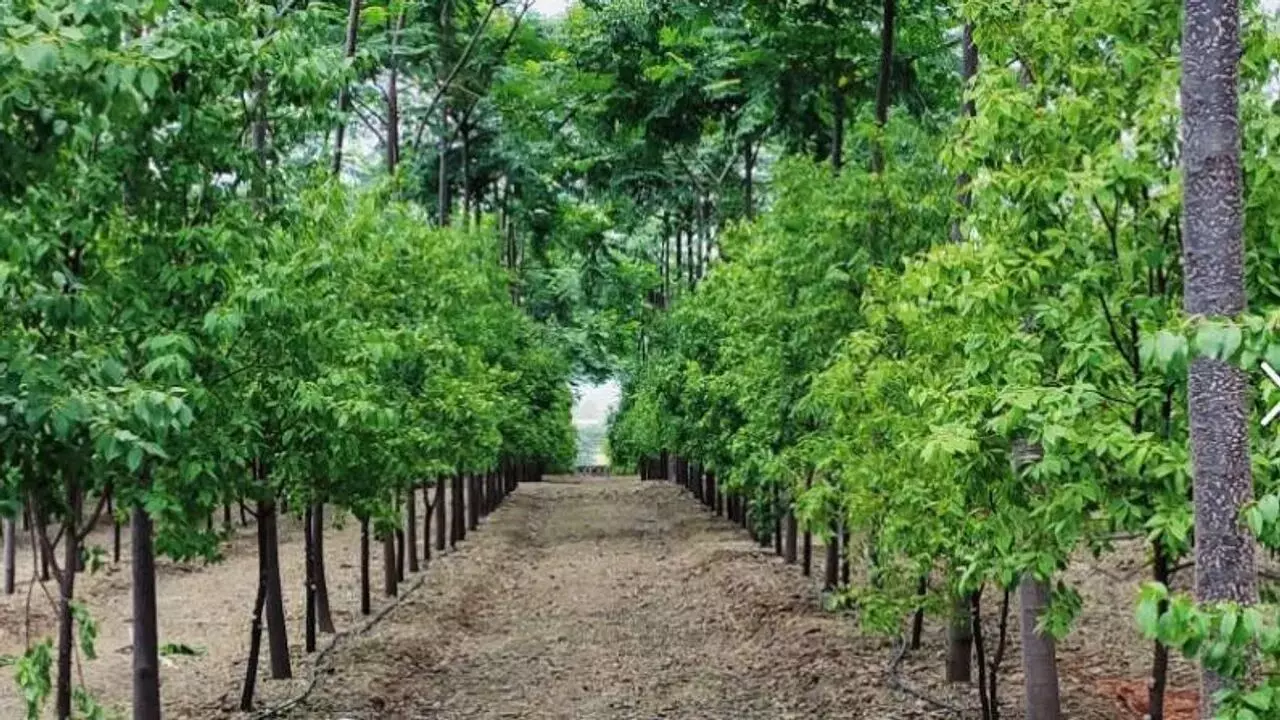 sandalwood farming business idea