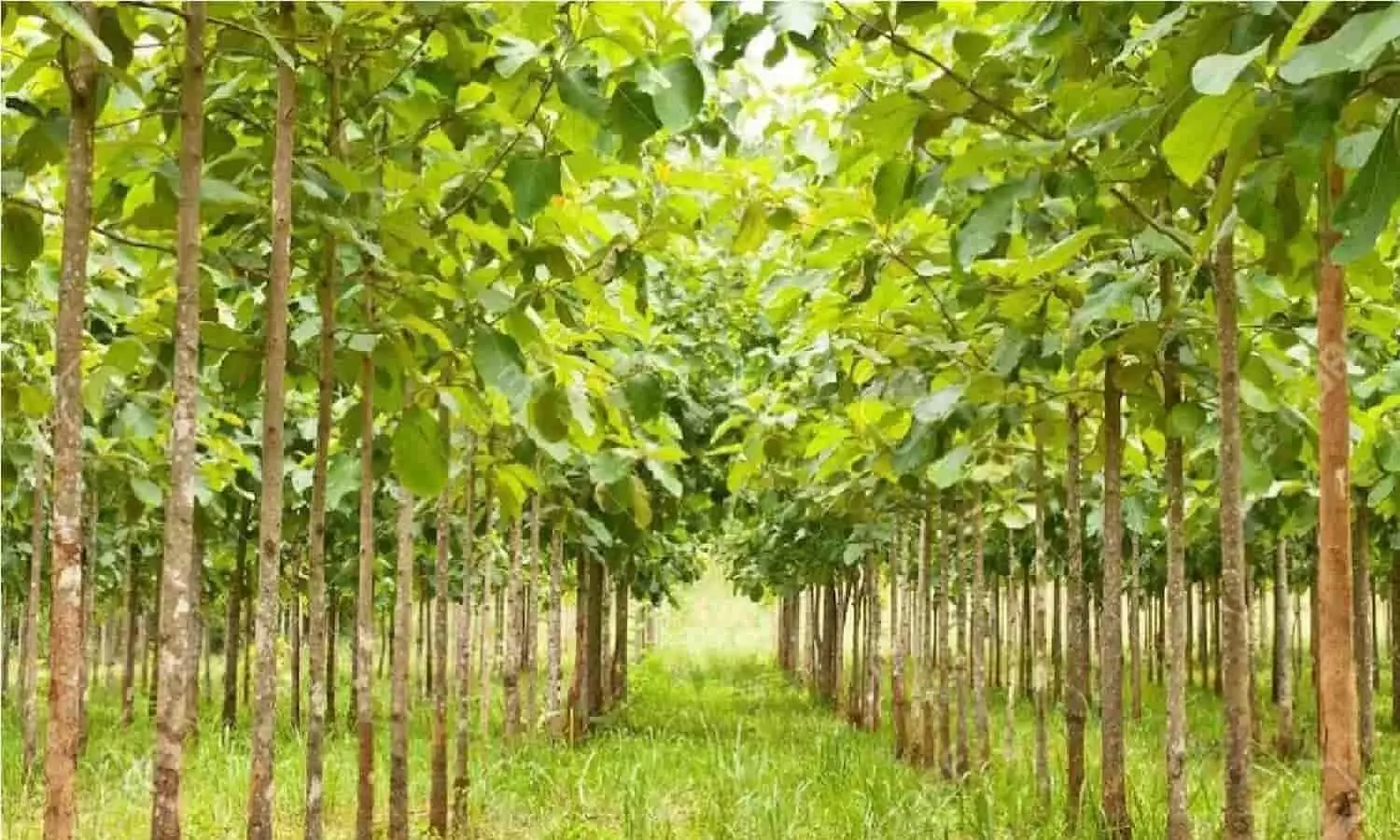 Tree Farming: बारिश के मौसम में इन पेड़ों को लगाने से मिलेंगे करोड़ो रूपए, जानिए