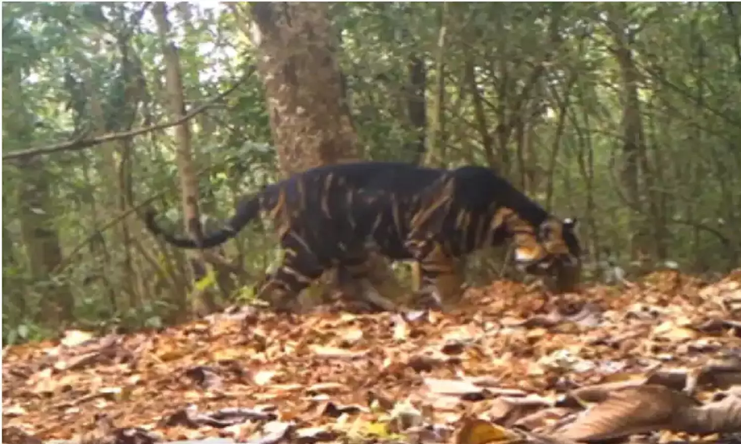 Odisha Black Tiger: ओडिशा में मिला काले रंग का दुर्लभ बाघ, देखें ब्लैक टाइगर ओडिशा का वीडियो