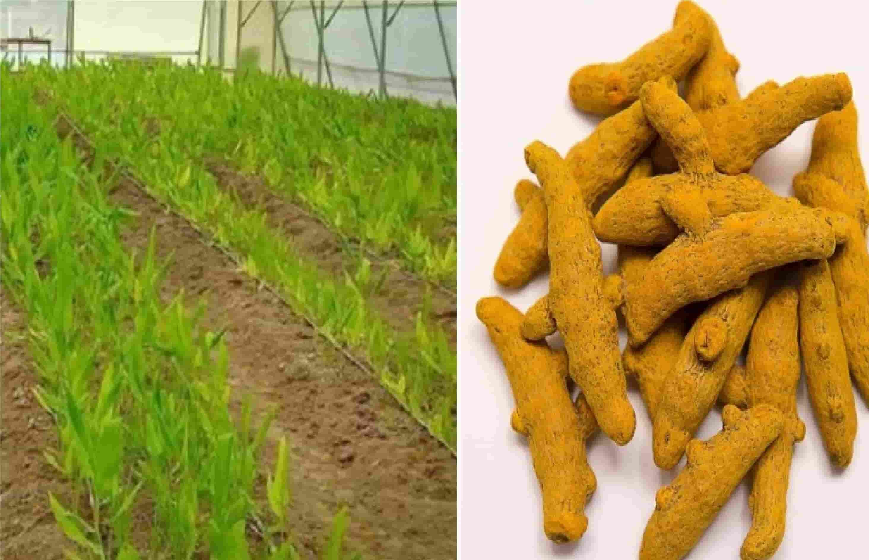 Turmeric Vertical Farming हल्‍दी की खेती आपको बना देगी मालामाल, लाखो