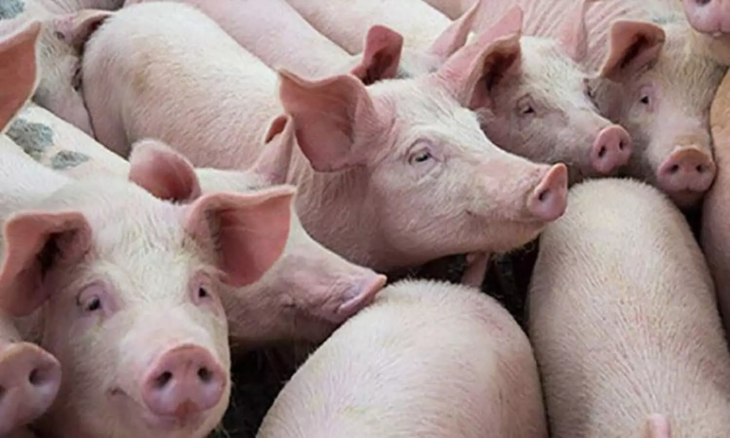 African Swine Fever: रीवा से अफ्रीकन स्वाइन फीवर की दस्तक, 11 सुअरों में वायरस के संक्रमण की पुष्टि