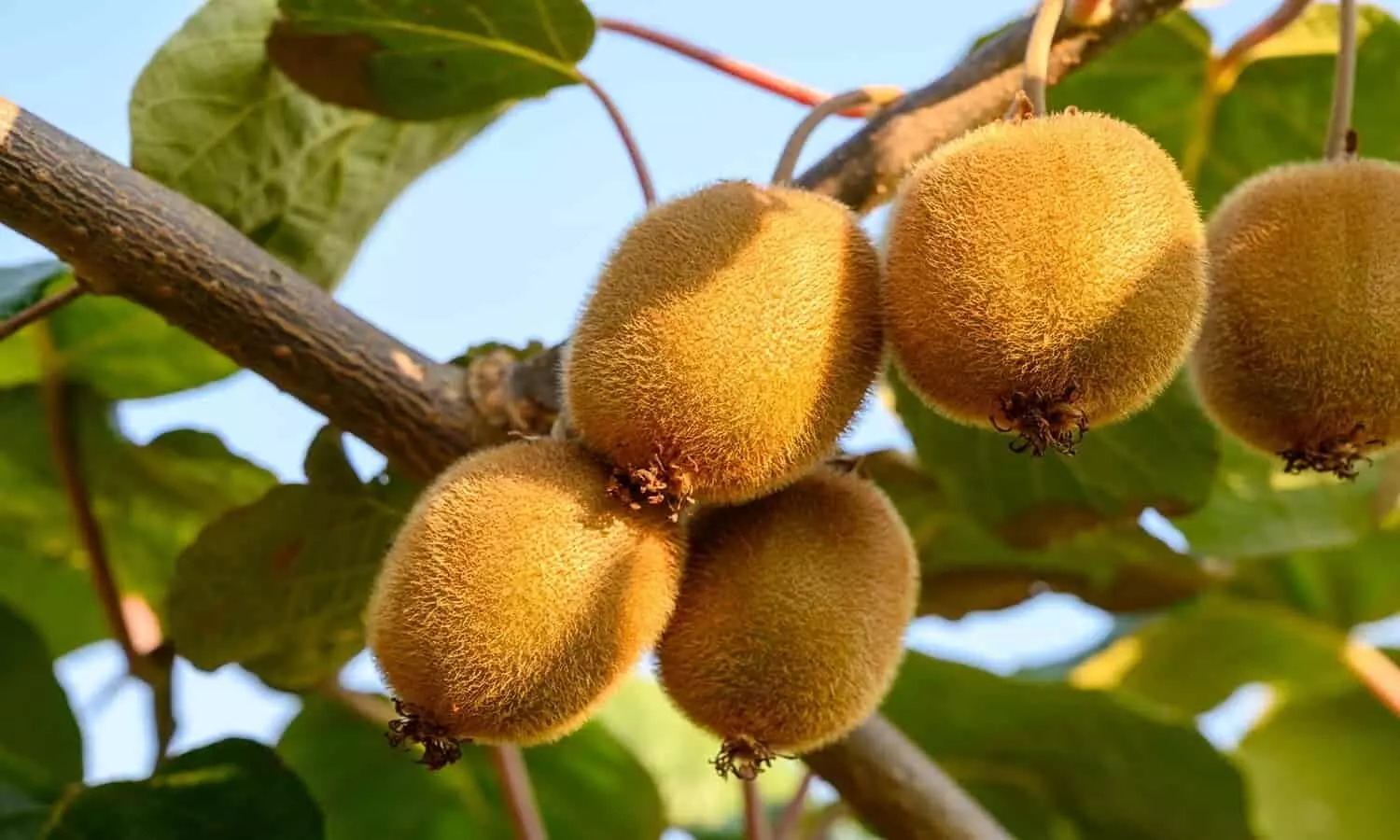 Kiwi Ki Kheti : किसान करें इस फल की खेती, सेब बागान से कई गुना ज्यादा होती है कमाई