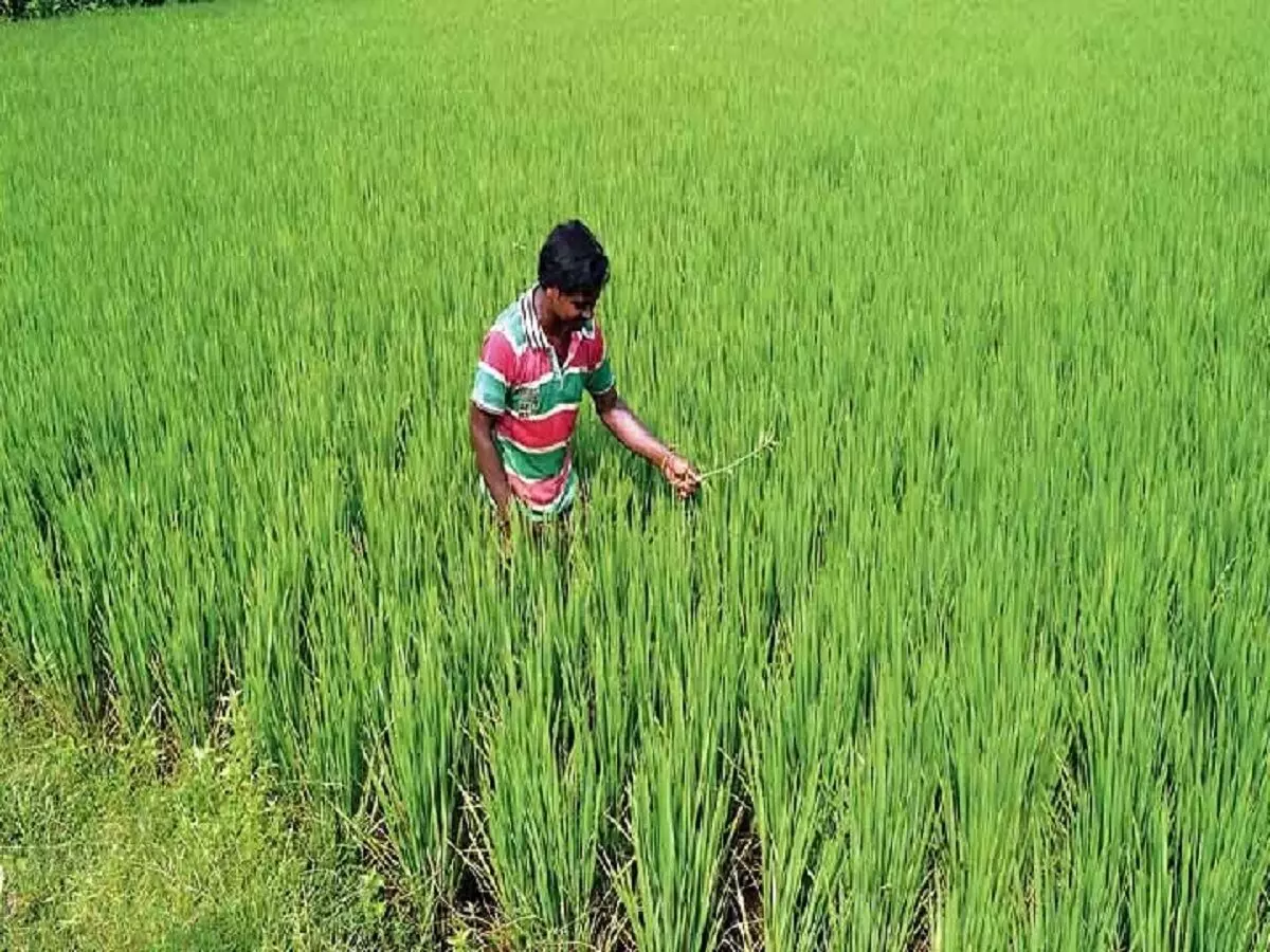 Dwarfism in Paddy Crop:  किसान हो जाएं सावधान, धान की फसल में लगा बौनेपन का रोग, 50 करोड़ से अधिक की फसल प्रभावित