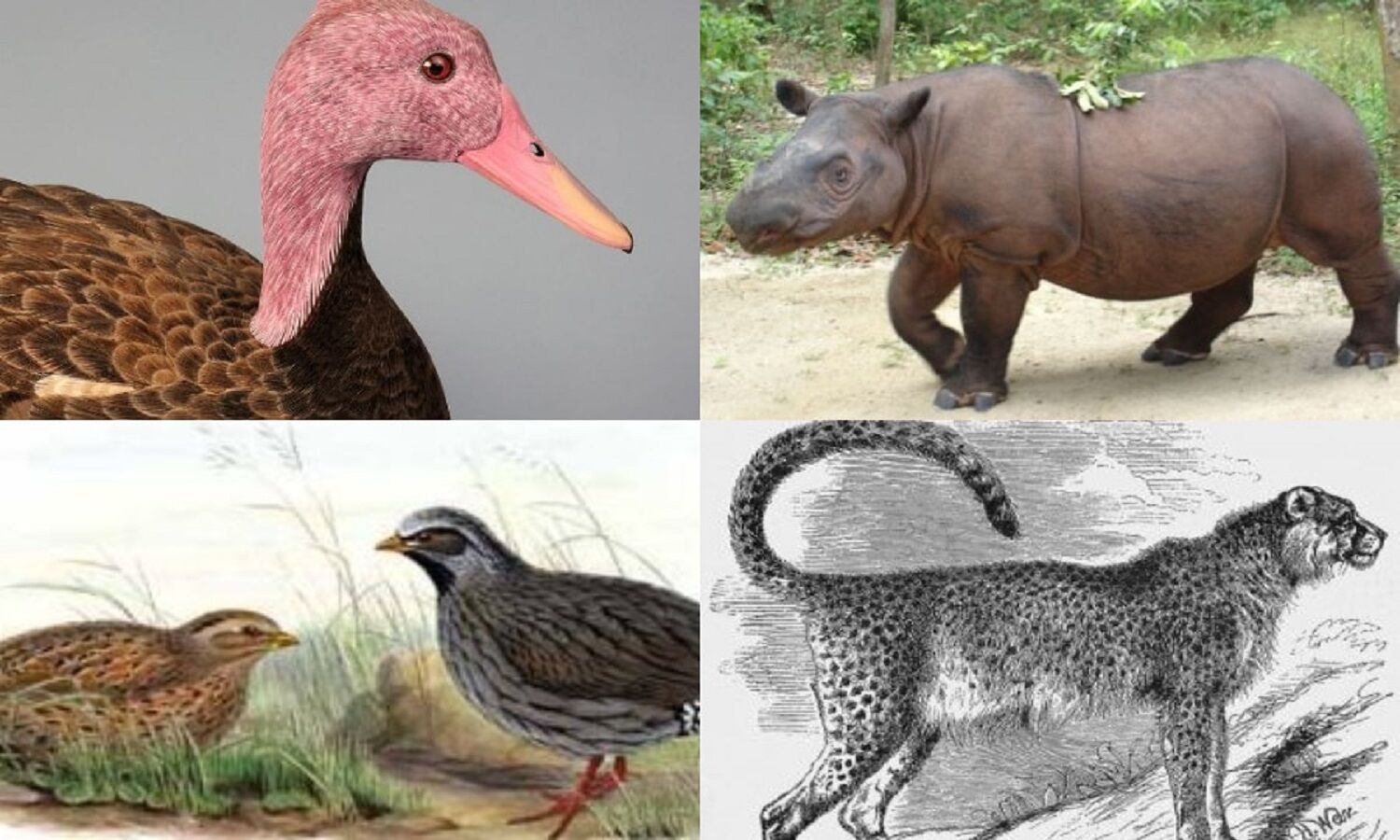 Extinct Animals In India सिर्फ चीता ही नहीं भारत में यह जानवर और जीव