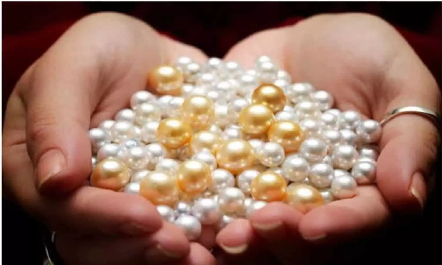 Pearl Farming Business In Hindi 2022: सिर्फ 25 हजार लगाकर शुरू करे मोती की खेती, हर महीने होगी 3 लाख रुपये तक की कमाई