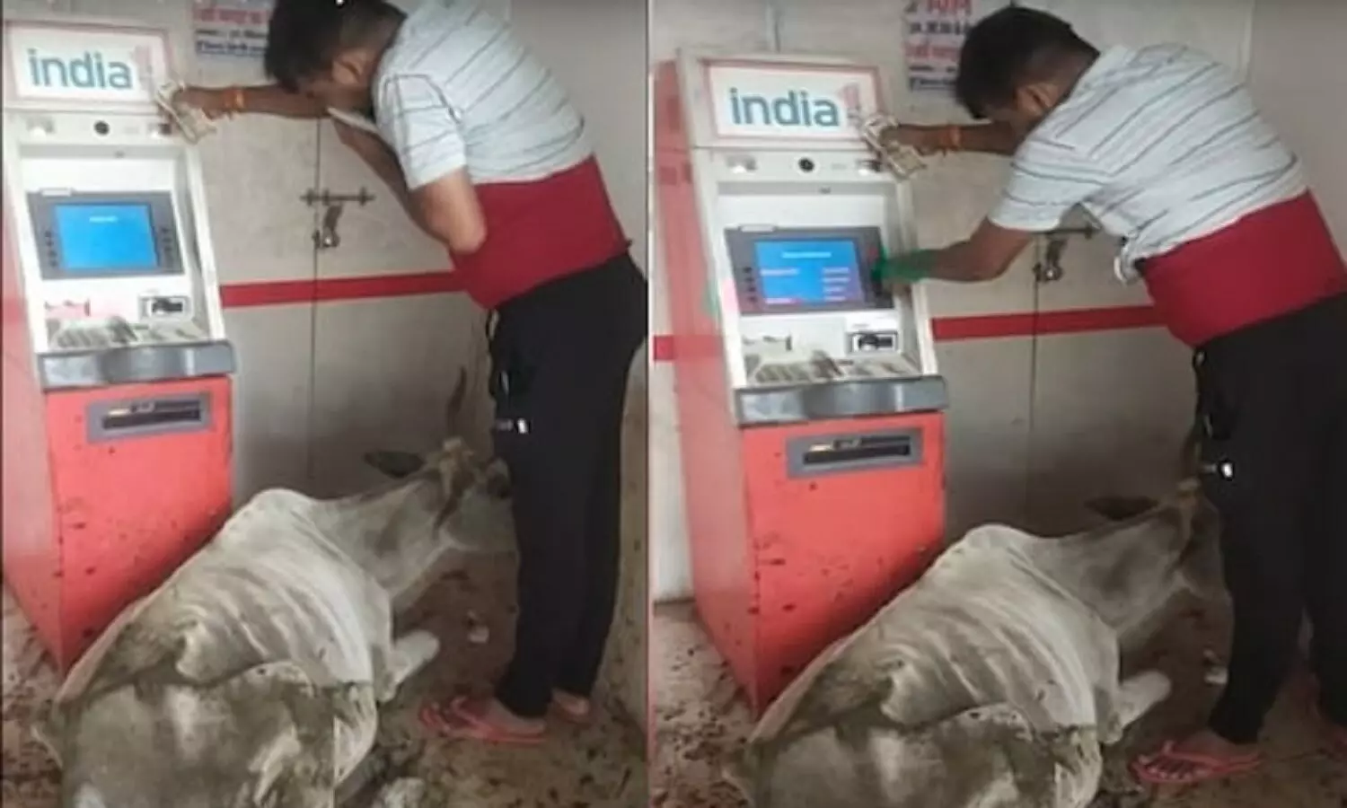 रीवा: ATM बूथ में घुसी गाय ने छीछालेदर मचा दिया, कैश निकालने आए ग्राहक घिनहा गए, देखें मजेदार वीडियो