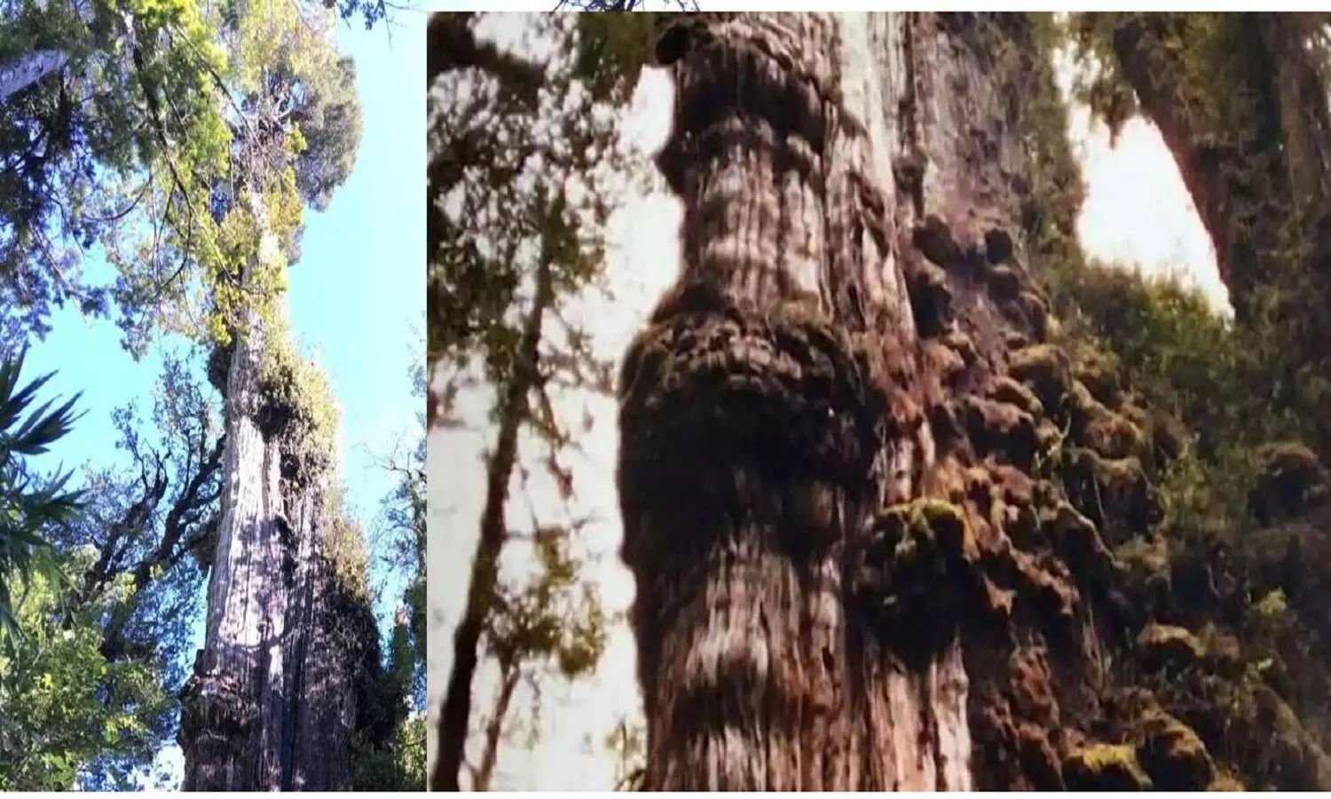 Worlds Oldest Tree: दुनिया का सबसे पुराना पेड़ Gran Abuelo जो 5400 सालों से जिन्दा है