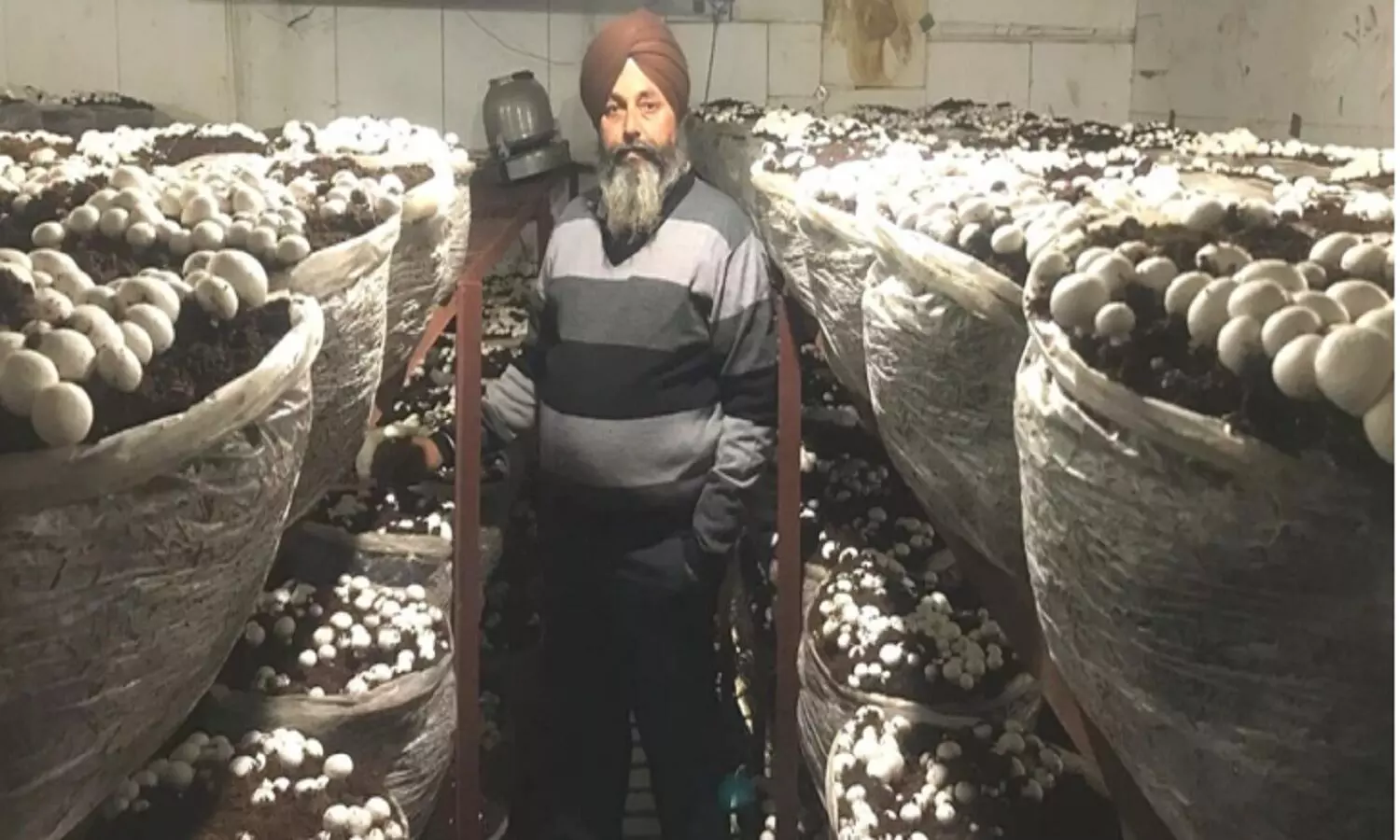 मशरूम की खेती कर Mushroom King बना पंजाब का किसान, हर साल 1.25 करोड़ कमाते हैं