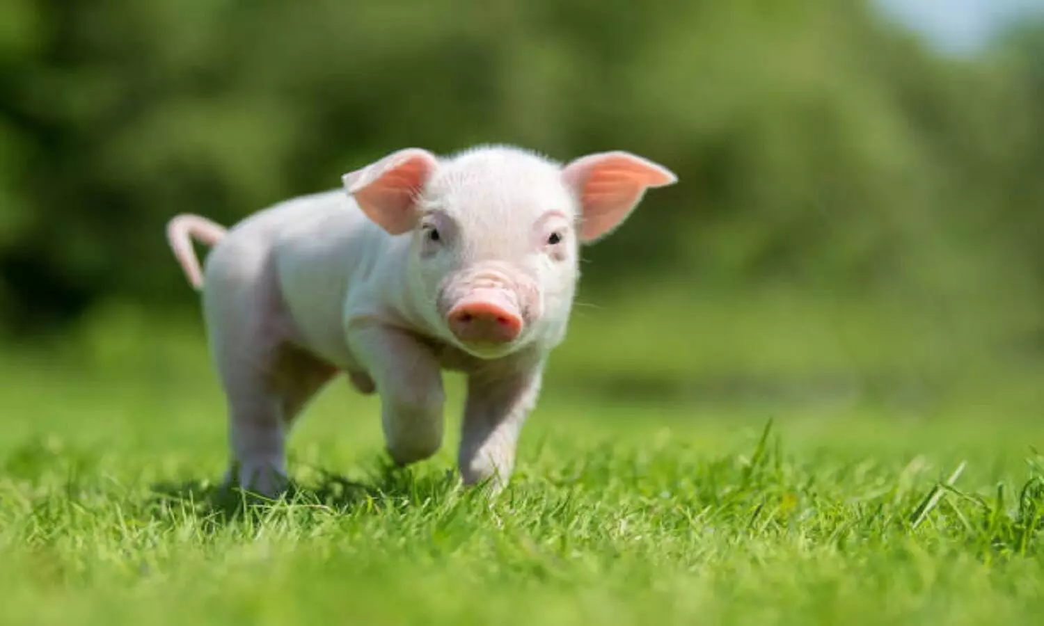 Pig Facts: सुअर कीचड़ में क्यों नहाते हैं? जानें कितने बुद्धिमान होते हैं सुअर
