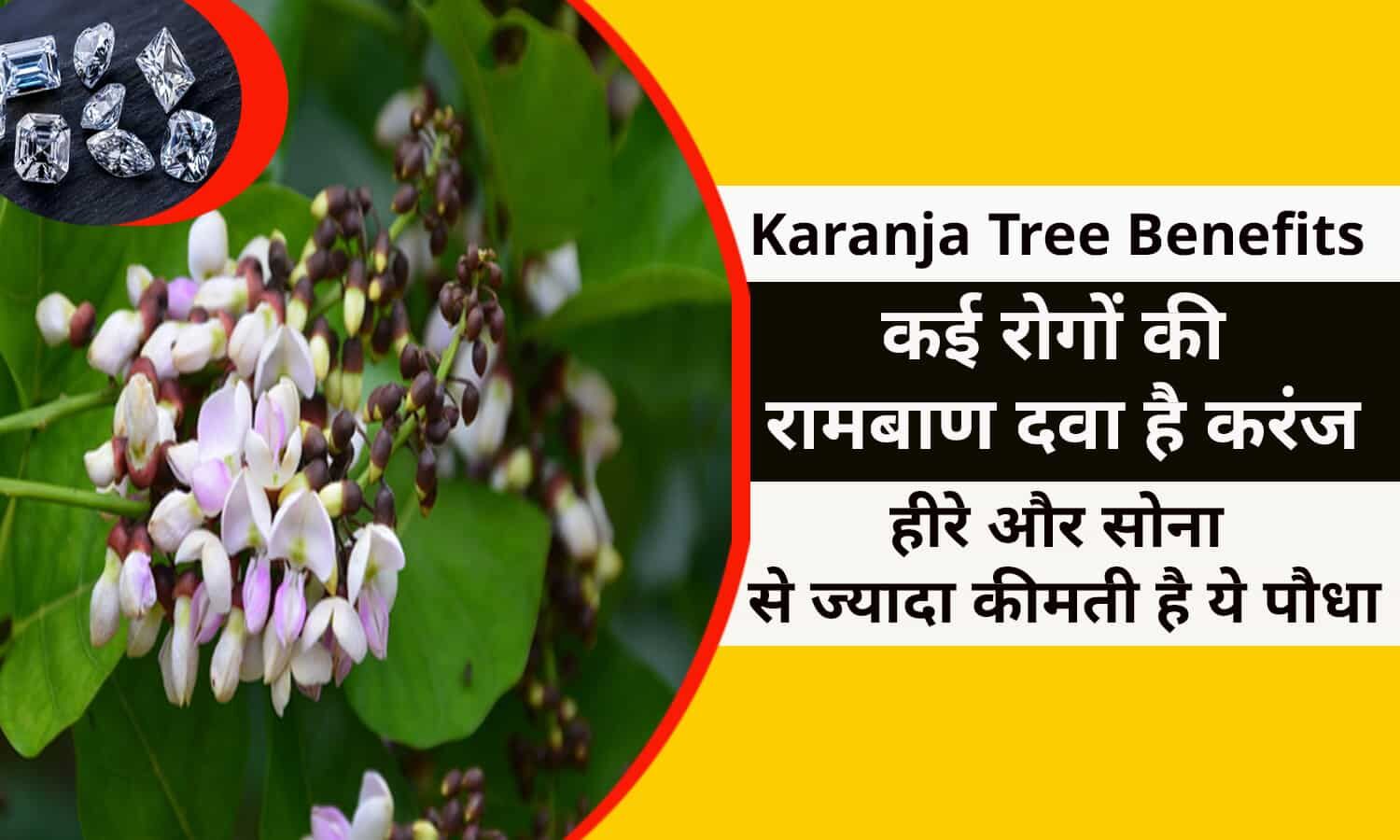 karanja-tree-benefits-in-hindi