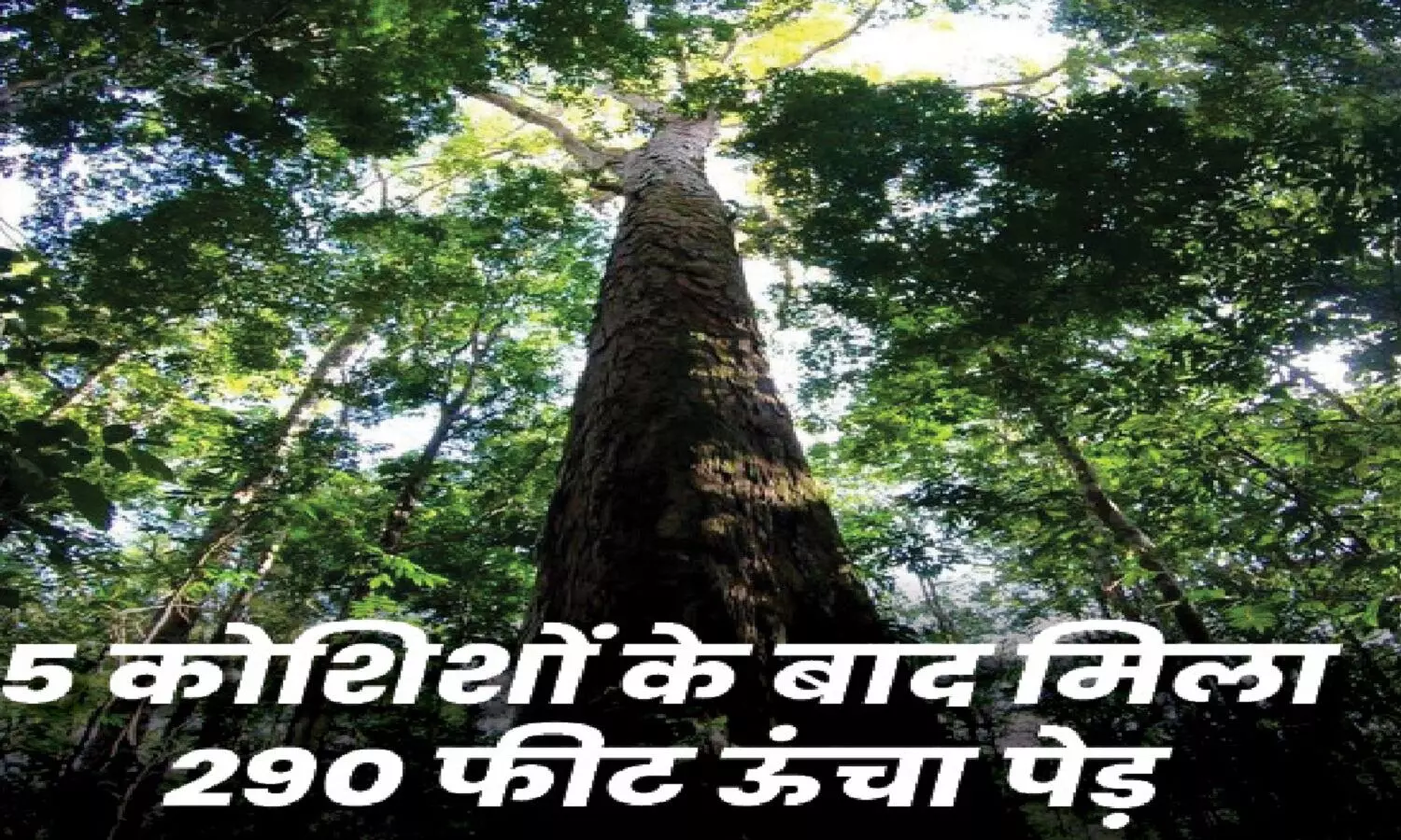 Biggest Tree In The World: अमेज़न के जंगल में मिला दुनिया का सबसे बड़ा पेड़, ऊंचाई 25 मंज़िला इमारत जितनी