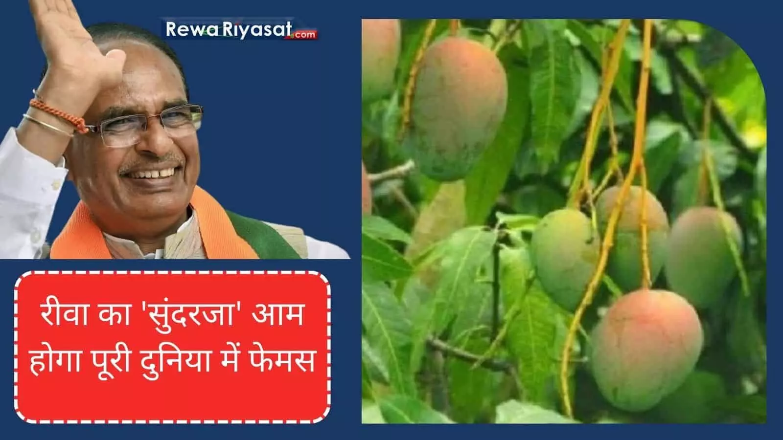 Rewa Sundarja Mango News