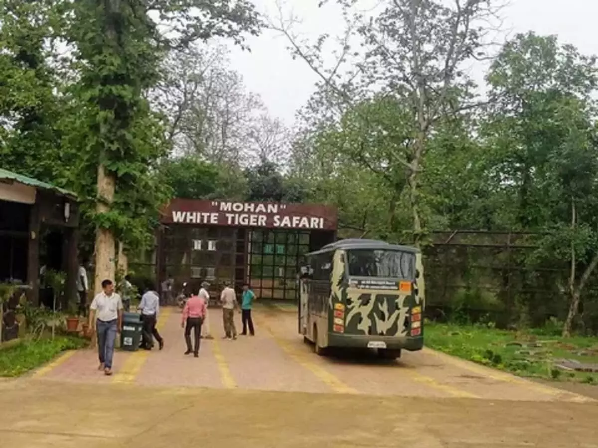 दिवाली की छुट्टियों में व्हाइट टाइगर सफारी घूमने जाने वालों के लिए जरूरी खबर, इतने दिन रहेगा बंद