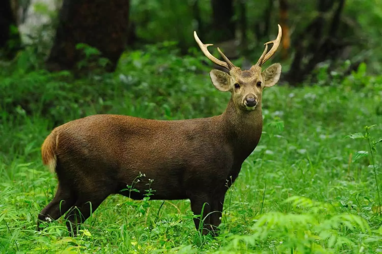 Rewa Mukundpur Zoo News