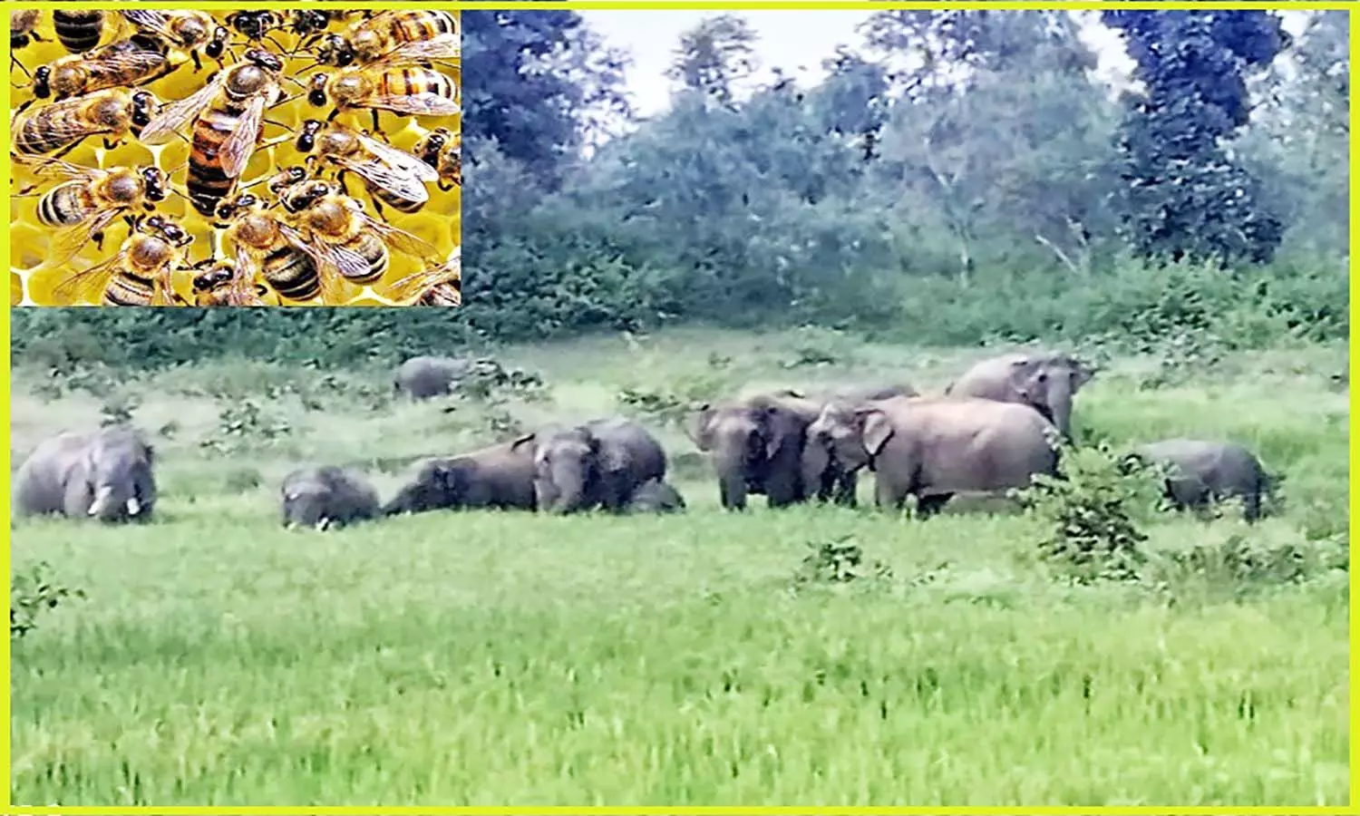 विंध्य में जंगली हाथियों की धमाचौकड़ी रोकने मधुमक्खियों की सेना हो रही तैयार