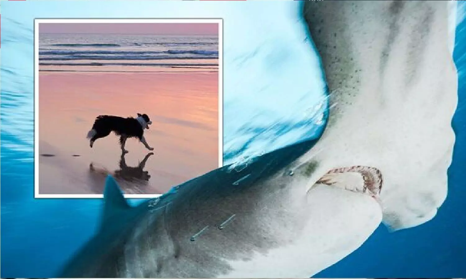 Shark Vs Dog Video: 12 फ़ीट लंबी शार्क से हुई कुत्ते की लड़ाई! कौन जीता?