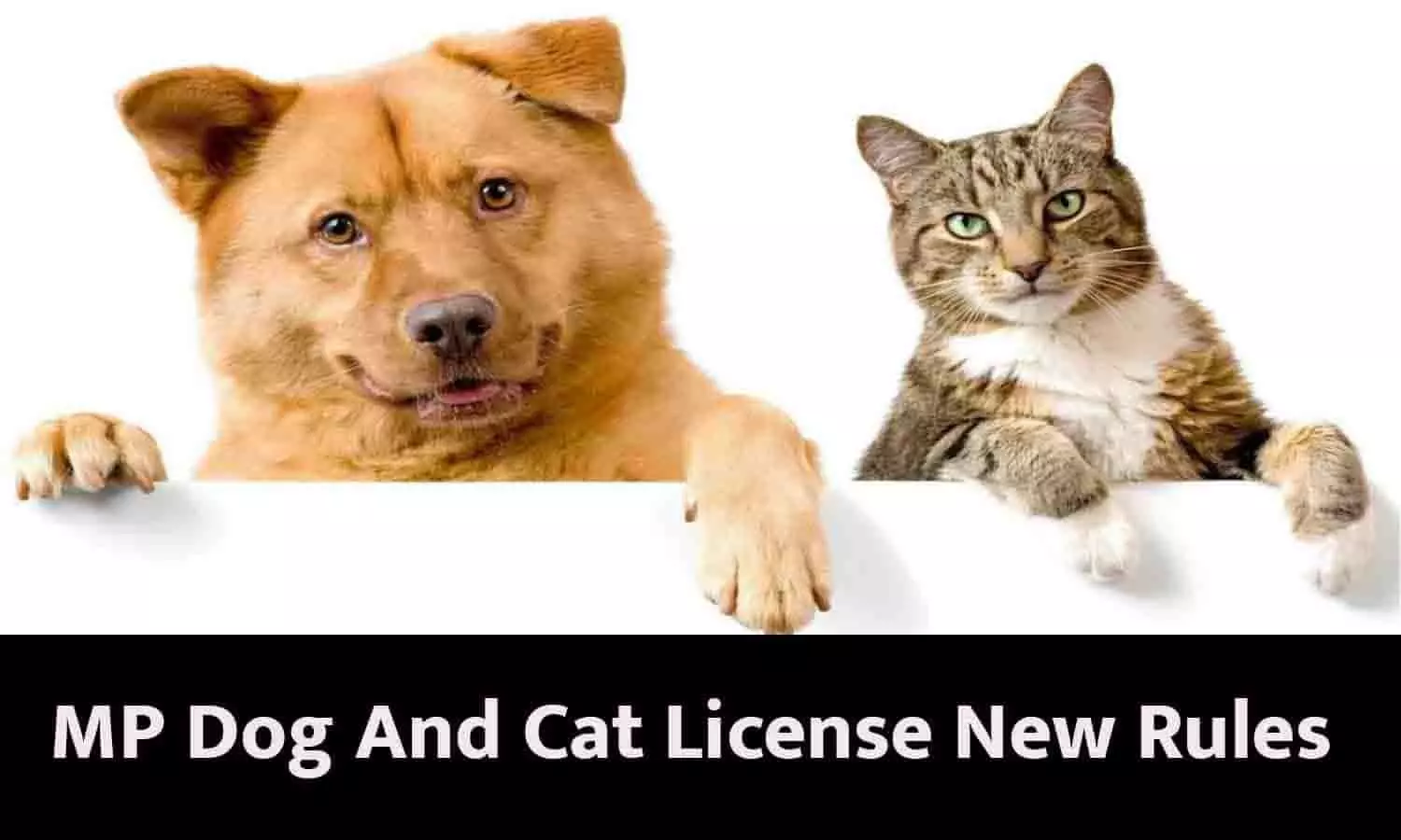 MP Dog And Cat License New Rules: एमपी में कुत्ता-बिल्ली, गाय-बैल पालने को लेकर आया नया नियम, फटाफट जाने Latest Update