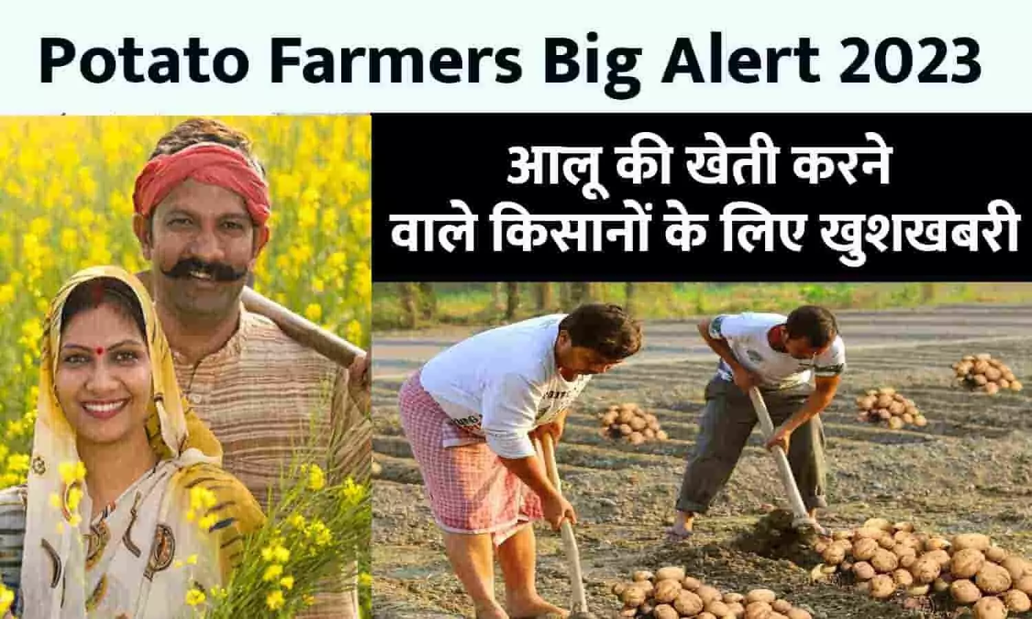 Potato Farmers Big Alert 2023