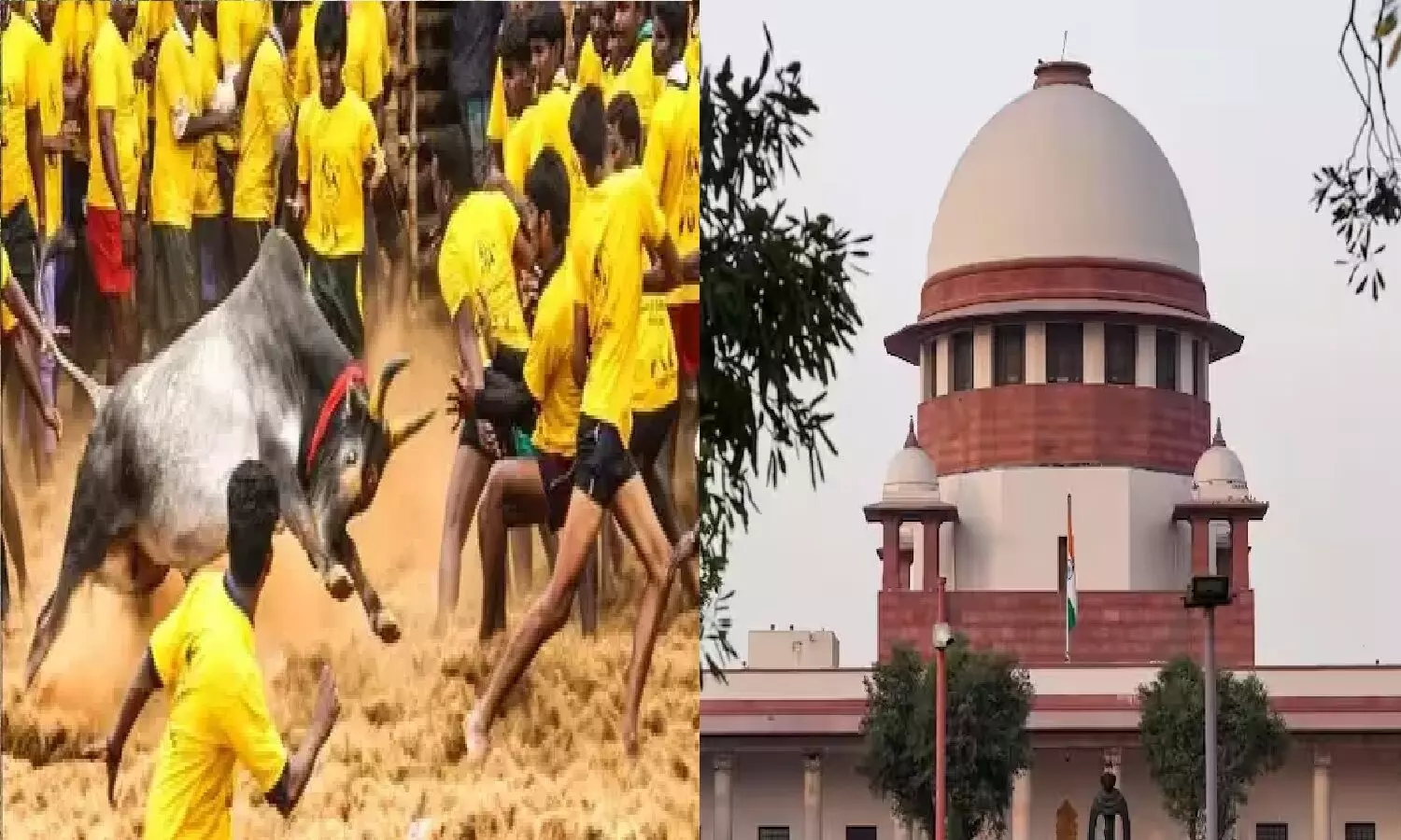 जल्लिकट्टु क्या है? बैन लगाने के बाद सुप्रीम कोर्ट Jallikattu के लिए राजी क्यों हो गया?